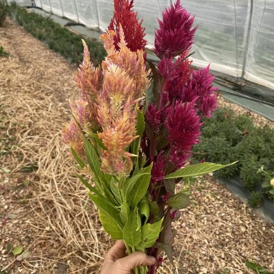 Botte fleurs champetres bios et de saison ferme florale Saone et Loire