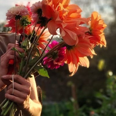 Faustine Joly Ferme florale du Rousset (3)