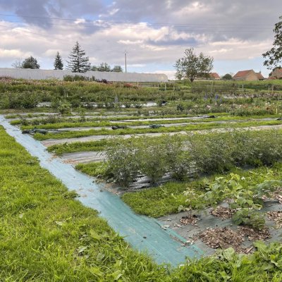 Ferme florale du rousset agriculture biologique saone et loire (1)