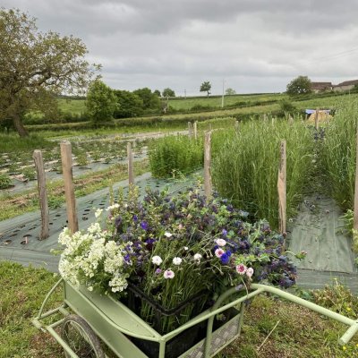 Ferme florale du rousset agriculture biologique saone et loire (2)