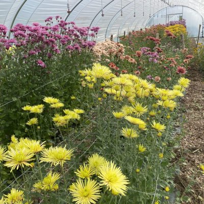 Ferme florale du rousset agriculture biologique saone et loire (5)