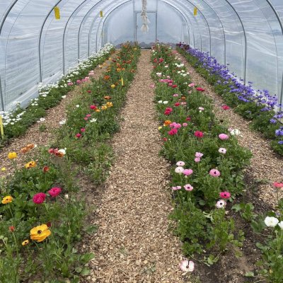 Ferme florale du rousset agriculture biologique saone et loire (9)