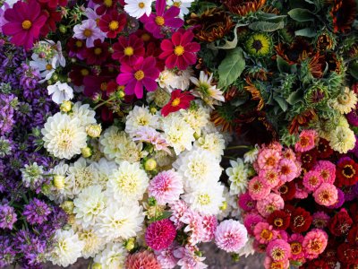 Fleurs bio locale ferme florale du rousset Saone et Loire (9)